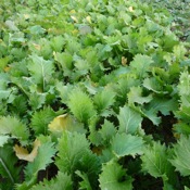 Forage Turnips and Forage Rape